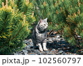 A gray cat sits among the pines in the garden and looks at something 102560797