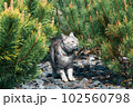 A gray domestic cat sniffs pine needles. Photo wallpaper with a cute cat 102560798