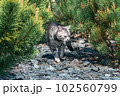Domestic cat hides among pine branches. Photo wallpaper with a cat. Cute gray kitten. 102560799