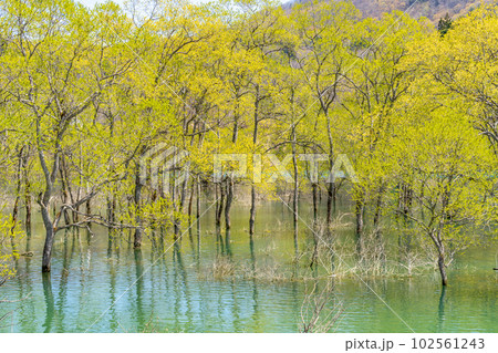 白川湖の水没林 山形県 飯豊町 白川湖の水没林 山形県 飯豊町 102561243