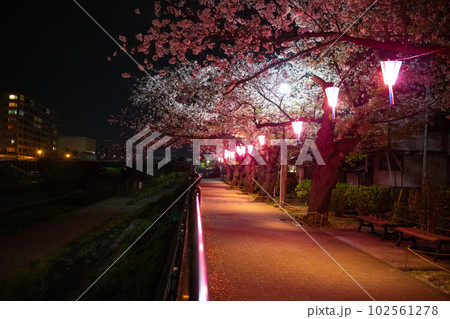 ピンク色の提灯に照らされた川辺の夜桜とビルの夜景 102561278