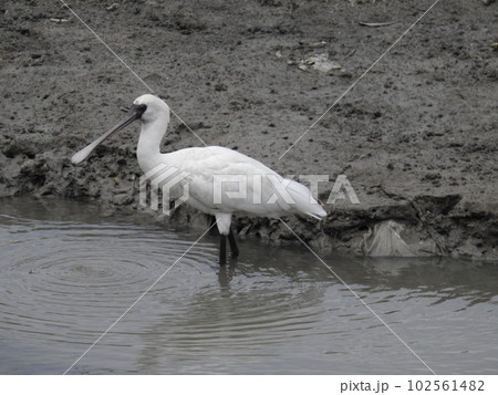 漫湖のクロツラヘラサギ (Okinawa) 102561482