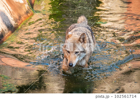 Grey Wolf, Canis lupus, Splashes Through Water. Grey wolf walking across a creek. Grey Wolf, Canis lupus, Splashes Through Water. Grey wolf walking across a creek. 102561714