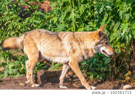Gray wolf in forest on the green grass. The wolf, Canis lupus 102561715