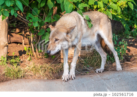 Gray wolf in forest on the green grass. The wolf, Canis lupus Gray wolf in forest on the green grass. The wolf, Canis lupus 102561716