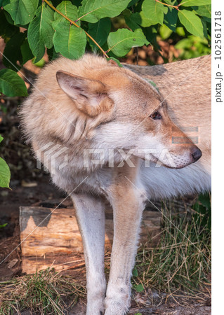 Gray wolf in forest on the green grass. The wolf, Canis lupus 102561718