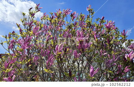 Beautiful bright Magnolia flowers on blue sky background 102562212