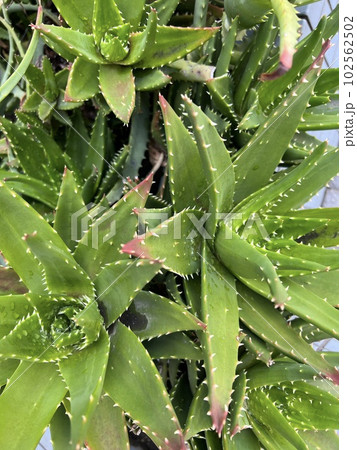 アロエ アップ 102562502