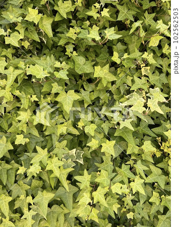 アイビー 102562503