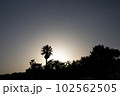 逆光のヤシの木 102562505
