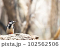 何かを見ているアカゲラ 102562506