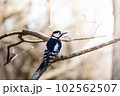 佇むアカゲラ 102562507