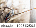 こちらを見るアカゲラ 102562508