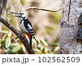 佇むアカゲラ 102562509