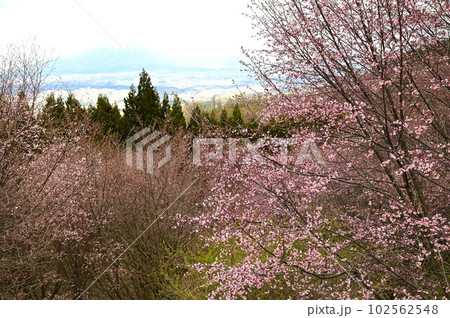 サクラパーク姫神公園 サクラパーク姫神公園 102562548