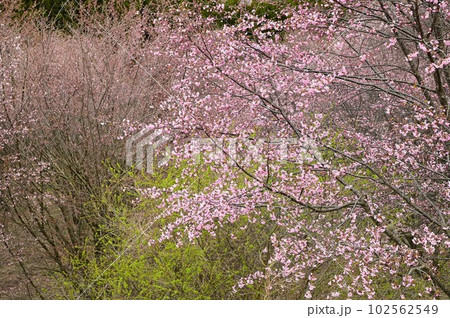 サクラパーク姫神公園 サクラパーク姫神公園 102562549