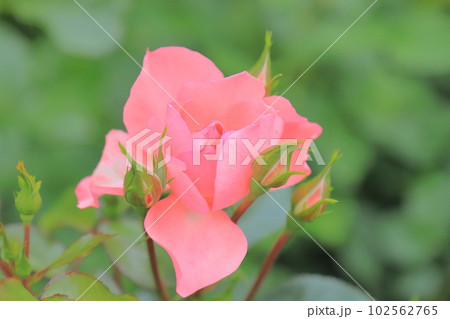 バラの花 102562765