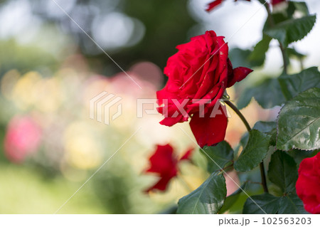 晴天の青空に咲き誇るバラの花の風景 晴天の青空に咲き誇るバラの花の風景 102563203