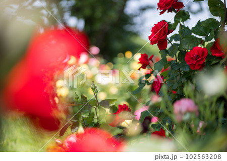 晴天の青空に咲き誇るバラの花の風景 晴天の青空に咲き誇るバラの花の風景 102563208