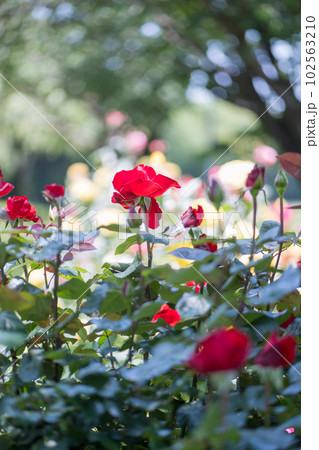 晴天の青空に咲き誇るバラの花の風景 晴天の青空に咲き誇るバラの花の風景 102563210