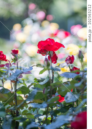 晴天の青空に咲き誇るバラの花の風景 晴天の青空に咲き誇るバラの花の風景 102563212