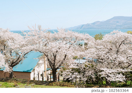 Otaru Temiya park and seascape with cherry blossoms of spring in Hokkaido, Japan Otaru Temiya park and seascape with cherry blossoms of spring in Hokkaido, Japan 102563364