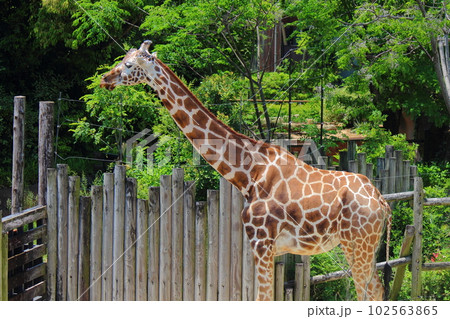 到津の森公園「キリン」 緑の植物背景 102563865