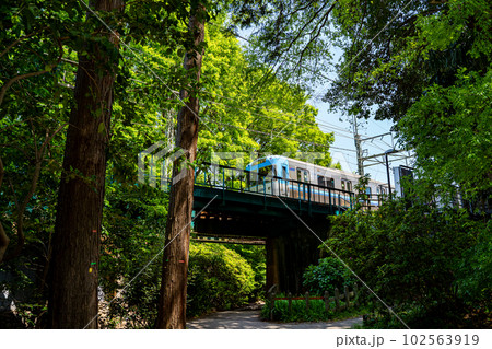 新緑輝く井の頭恩賜公園を駆け抜ける京王井の頭線の電車 102563919