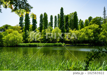 新緑輝く井の頭恩賜公園 102563922