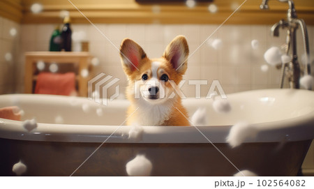 A cute corgi puppy is sitting in a bathtub filled with foam care, love, AI Generated. 102564082