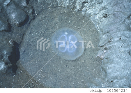 Image photo 102564234