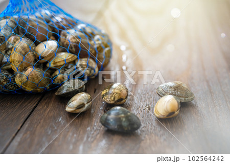 潮干狩り 102564242