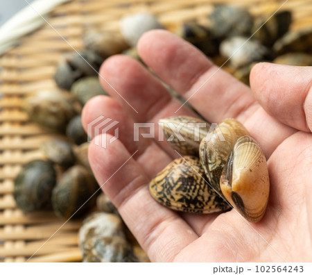 潮干狩り 102564243