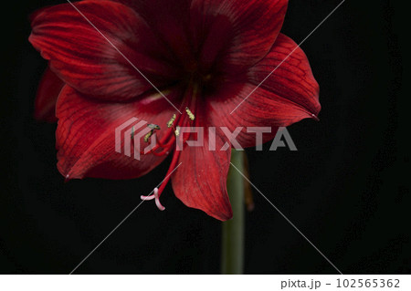 真赤なアマリリス クローズアップ 真赤なアマリリス クローズアップ 102565362