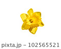beautiful flower on white background - image  102565521