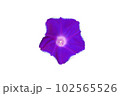 beautiful flower on white background - image  102565526