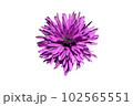 beautiful flower on white background - image  102565551