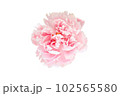 beautiful flower on white background - image  102565580