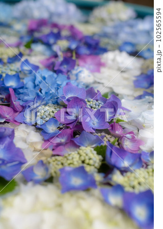 紫陽花の花手水 紫陽花の花手水 102565594