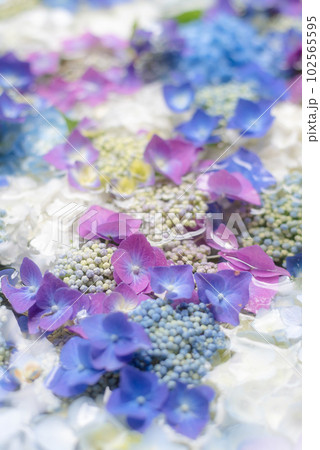 色とりどりの紫陽花の花手水 102565595