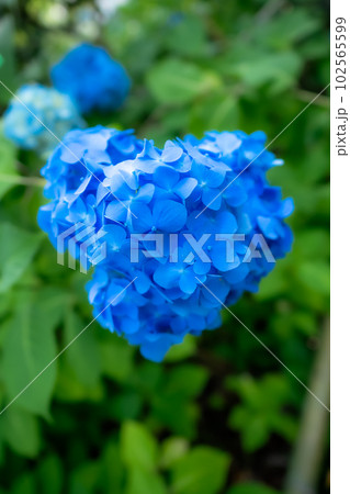 青い紫陽花のハート 102565599