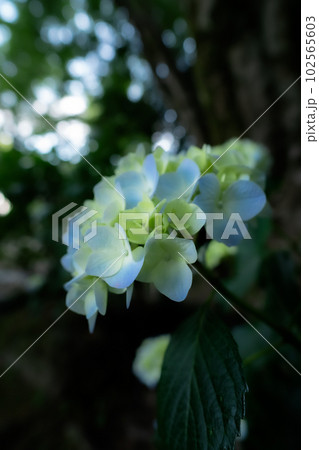 日陰に咲く紫陽花 102565603
