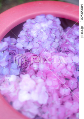 薄紫の紫陽花の丸い花手水 102565604