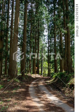 杉林と道路 杉林と道路 102565634