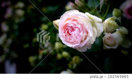 一輪ピンクの薔薇コピースペース 102565665