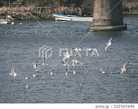 着水するウミネコ達 102565840