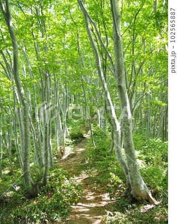 新緑のブナ林【新潟県村上市高坪山】 新緑のブナ林【新潟県村上市高坪山】 102565887