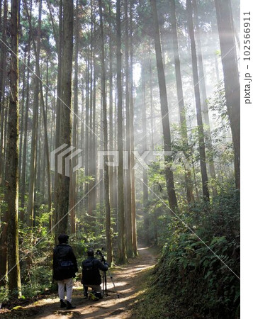 日が差し込む 谷水薬師堂周辺の森 (熊本県人吉市) 日が差し込む 谷水薬師堂周辺の森 (熊本県人吉市) 102566911