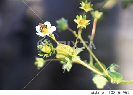 花にとまる蜂の写真 花にとまる蜂の写真 102566967