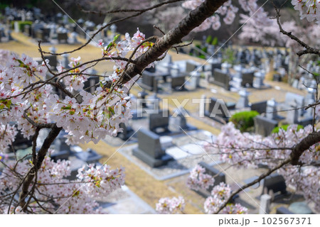 春の霊園 102567371
